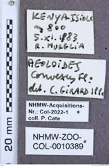 Etikette zu Aeoloides convexus (NHMW-ZOO-COL-0010389)